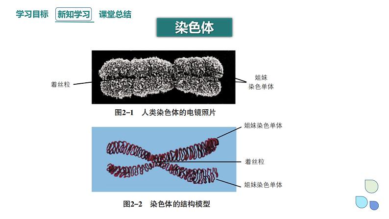 2.1 课时1 染色体通过配子传递给子代（1） 课件 2023-2024学年高一生物浙科版（2019）必修207