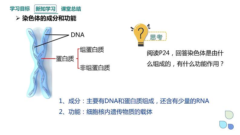 2.1 课时1 染色体通过配子传递给子代（1） 课件 2023-2024学年高一生物浙科版（2019）必修208