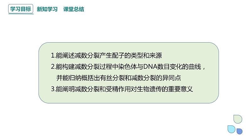 2.1 课时3 染色体通过配子传递给子代（3） 课件 2023-2024学年高一生物浙科版（2019）必修202