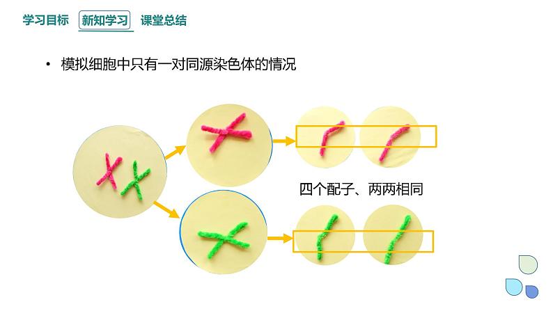 2.1 课时3 染色体通过配子传递给子代（3） 课件 2023-2024学年高一生物浙科版（2019）必修204