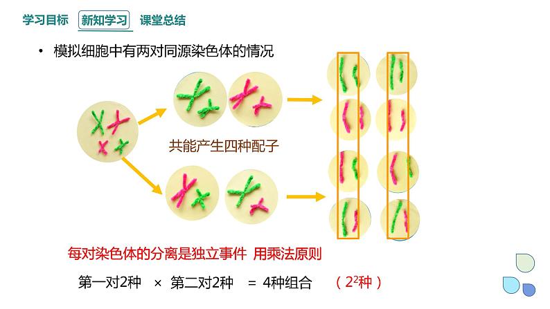 2.1 课时3 染色体通过配子传递给子代（3） 课件 2023-2024学年高一生物浙科版（2019）必修205