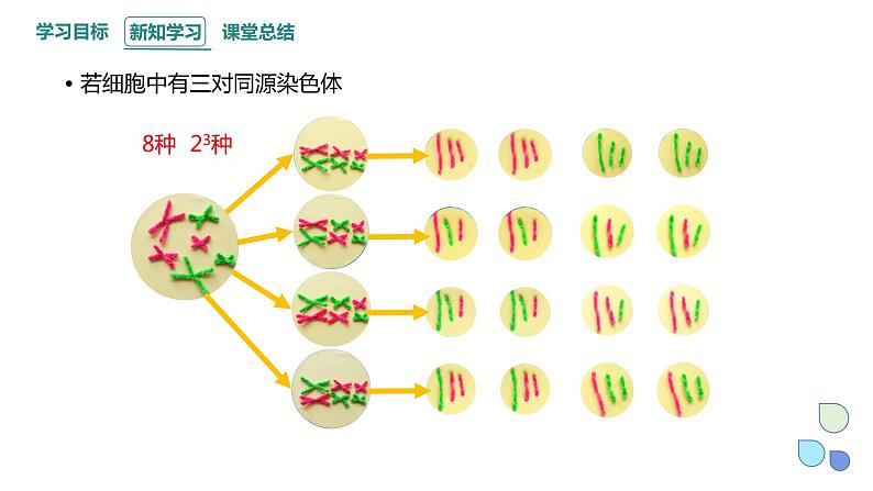 2.1 课时3 染色体通过配子传递给子代（3） 课件 2023-2024学年高一生物浙科版（2019）必修206