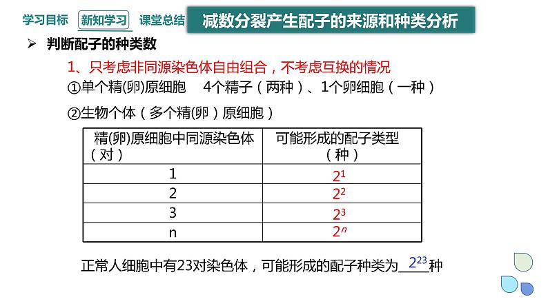 2.1 课时3 染色体通过配子传递给子代（3） 课件 2023-2024学年高一生物浙科版（2019）必修207