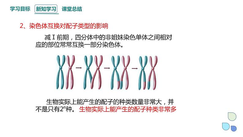 2.1 课时3 染色体通过配子传递给子代（3） 课件 2023-2024学年高一生物浙科版（2019）必修208