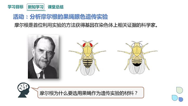 2.2 基因伴随染色体传递 课件 2023-2024学年高一生物浙科版（2019）必修207