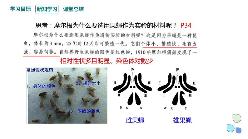 2.2 基因伴随染色体传递 课件 2023-2024学年高一生物浙科版（2019）必修208