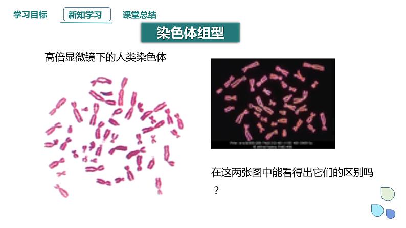 2.3 性染色体上基因的传递和性别相关联 课件 2023-2024学年高一生物浙科版（2019）必修2第5页