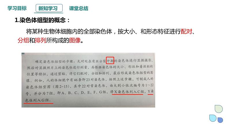 2.3 性染色体上基因的传递和性别相关联 课件 2023-2024学年高一生物浙科版（2019）必修2第6页