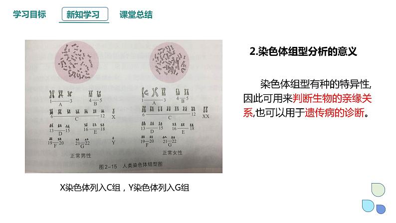 2.3 性染色体上基因的传递和性别相关联 课件 2023-2024学年高一生物浙科版（2019）必修2第7页