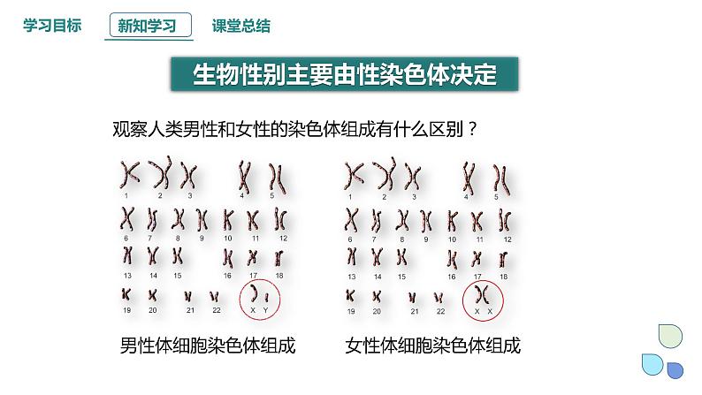 2.3 性染色体上基因的传递和性别相关联 课件 2023-2024学年高一生物浙科版（2019）必修2第8页