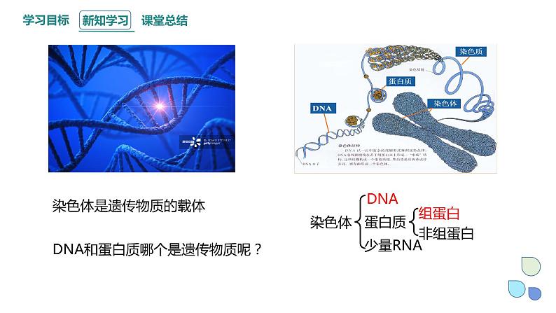 3.1 课时1 核酸是遗传物质 课件 2023-2024学年高一生物浙科版（2019）必修204