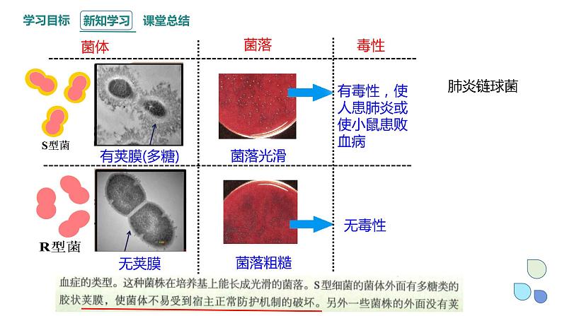 3.1 课时1 核酸是遗传物质 课件 2023-2024学年高一生物浙科版（2019）必修206