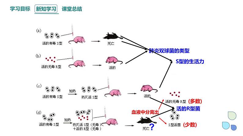 3.1 课时1 核酸是遗传物质 课件 2023-2024学年高一生物浙科版（2019）必修207