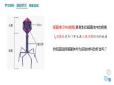 3.1 课时2 核酸是遗传物质 课件 2023-2024学年高一生物浙科版（2019）必修2