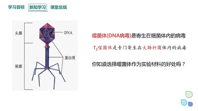 3.1 课时2 核酸是遗传物质 课件 2023-2024学年高一生物浙科版（2019）必修204