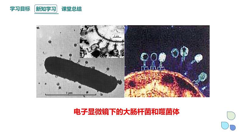 3.1 课时2 核酸是遗传物质 课件 2023-2024学年高一生物浙科版（2019）必修205