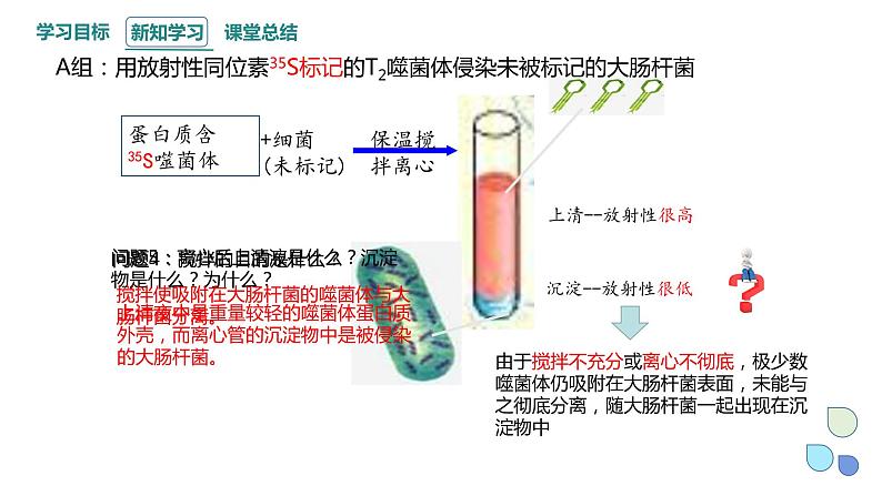 3.1 课时2 核酸是遗传物质 课件 2023-2024学年高一生物浙科版（2019）必修208