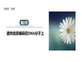 3.2 遗传信息编码在DNA分子上 课件 2023-2024学年高一生物浙科版（2019）必修2