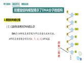 3.2 遗传信息编码在DNA分子上 课件 2023-2024学年高一生物浙科版（2019）必修2