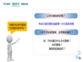 3.3 DNA通过复制传递遗传信息 课件 2023-2024学年高一生物浙科版（2019）必修2