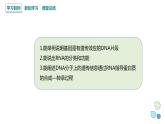 3.4 课时1 基因控制蛋白质合成 课件 2023-2024学年高一生物浙科版（2019）必修2