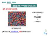 3.4 课时1 基因控制蛋白质合成 课件 2023-2024学年高一生物浙科版（2019）必修2