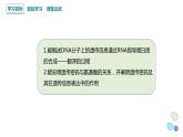 3.4 课时2 基因控制蛋白质合成 课件 2023-2024学年高一生物浙科版（2019）必修2