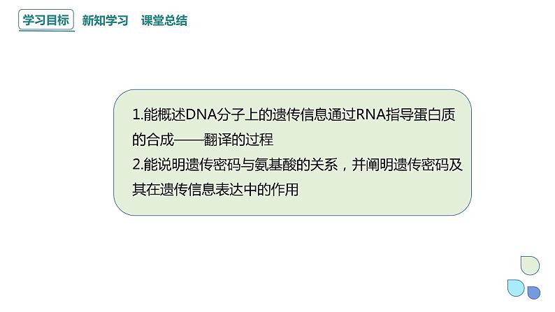 3.4 课时2 基因控制蛋白质合成 课件 2023-2024学年高一生物浙科版（2019）必修202