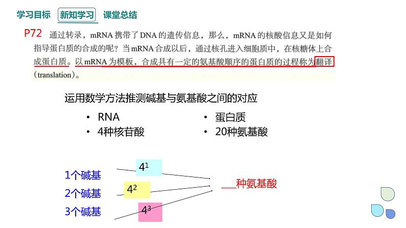 3.4 课时2 基因控制蛋白质合成 课件 2023-2024学年高一生物浙科版（2019）必修203