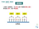 3.4 课时2 基因控制蛋白质合成 课件 2023-2024学年高一生物浙科版（2019）必修2