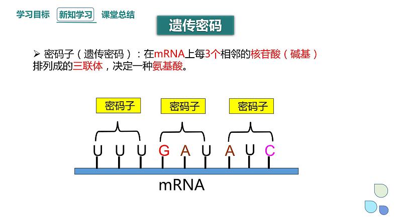 3.4 课时2 基因控制蛋白质合成 课件 2023-2024学年高一生物浙科版（2019）必修204