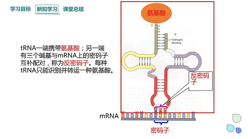 3.4 课时2 基因控制蛋白质合成 课件 2023-2024学年高一生物浙科版（2019）必修207