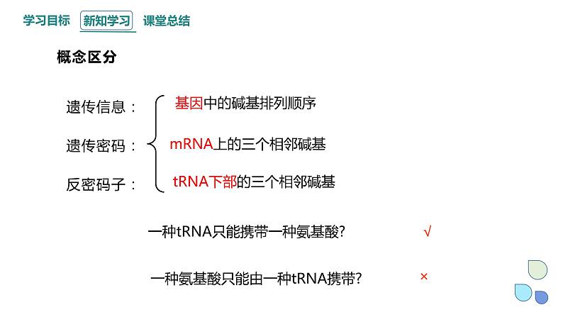 3.4 课时2 基因控制蛋白质合成 课件 2023-2024学年高一生物浙科版（2019）必修208