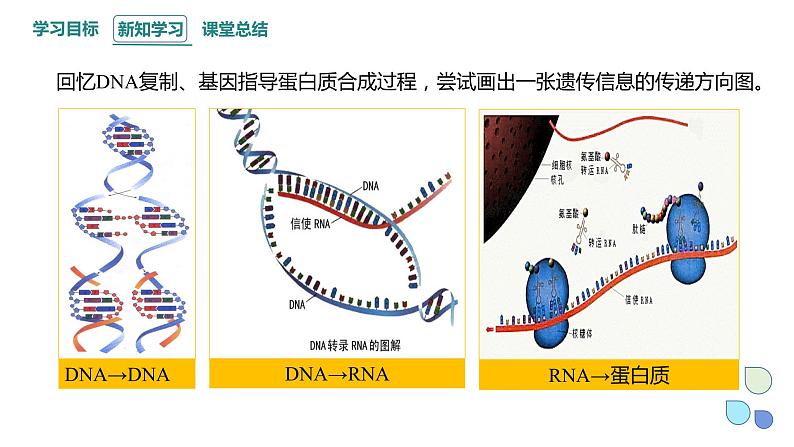 3.4 课时3 基因控制蛋白质合成 课件 2023-2024学年高一生物浙科版（2019）必修2第3页