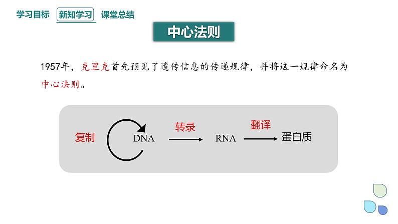 3.4 课时3 基因控制蛋白质合成 课件 2023-2024学年高一生物浙科版（2019）必修2第4页