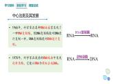 3.4 课时3 基因控制蛋白质合成 课件 2023-2024学年高一生物浙科版（2019）必修2