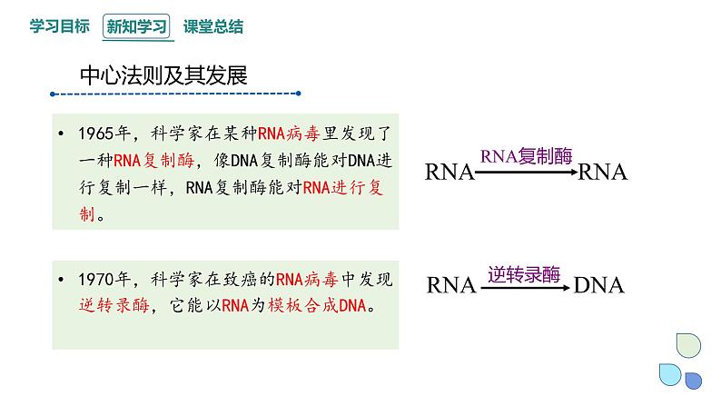 3.4 课时3 基因控制蛋白质合成 课件 2023-2024学年高一生物浙科版（2019）必修2第5页