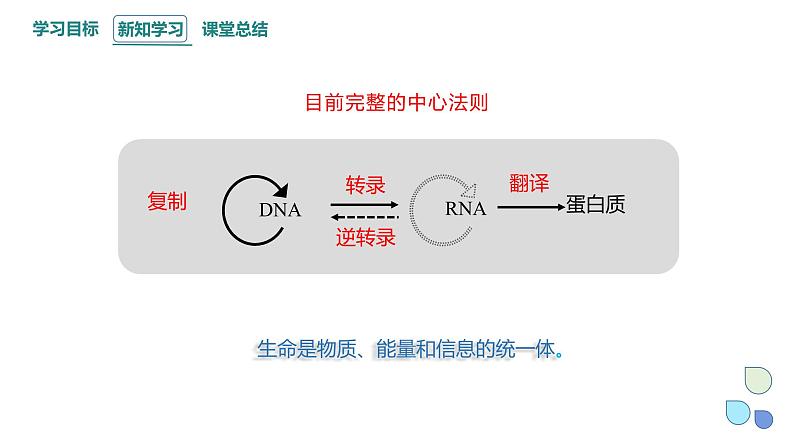 3.4 课时3 基因控制蛋白质合成 课件 2023-2024学年高一生物浙科版（2019）必修2第6页