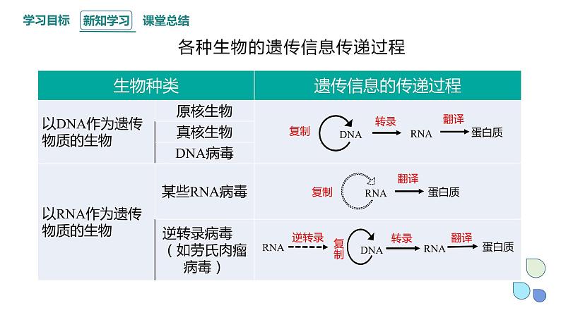 3.4 课时3 基因控制蛋白质合成 课件 2023-2024学年高一生物浙科版（2019）必修2第7页