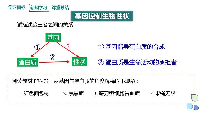 3.4 课时3 基因控制蛋白质合成 课件 2023-2024学年高一生物浙科版（2019）必修2第8页