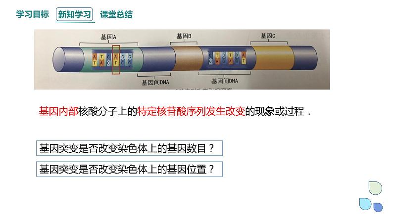 4.1 课时1 基因突变可能引起性状改变 课件 2023-2024学年高一生物浙科版（2019）必修205