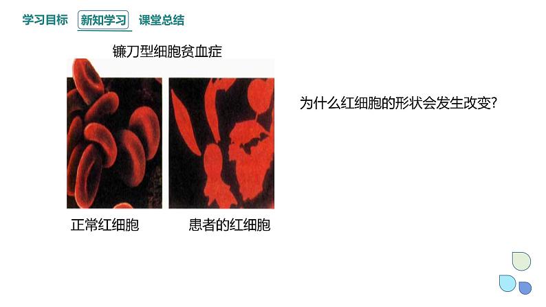 4.1 课时1 基因突变可能引起性状改变 课件 2023-2024学年高一生物浙科版（2019）必修206