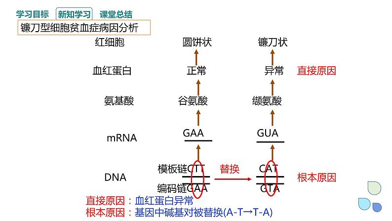 4.1 课时1 基因突变可能引起性状改变 课件 2023-2024学年高一生物浙科版（2019）必修208