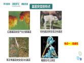 4.1 课时2 基因突变可能引起性状改变 课件 2023-2024学年高一生物浙版（2019）必修2