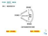 4.1 课时2 基因突变可能引起性状改变 课件 2023-2024学年高一生物浙版（2019）必修2