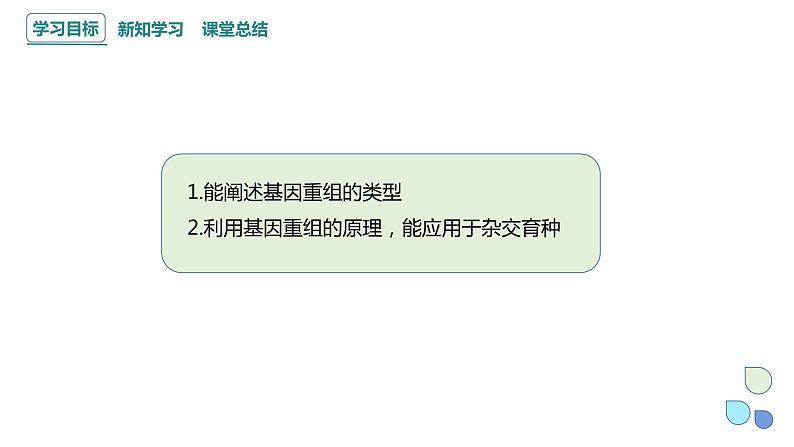 4.2 基因重组使子代出现变异 课件 2023-2024学年高一生物浙科版（2019）必修202