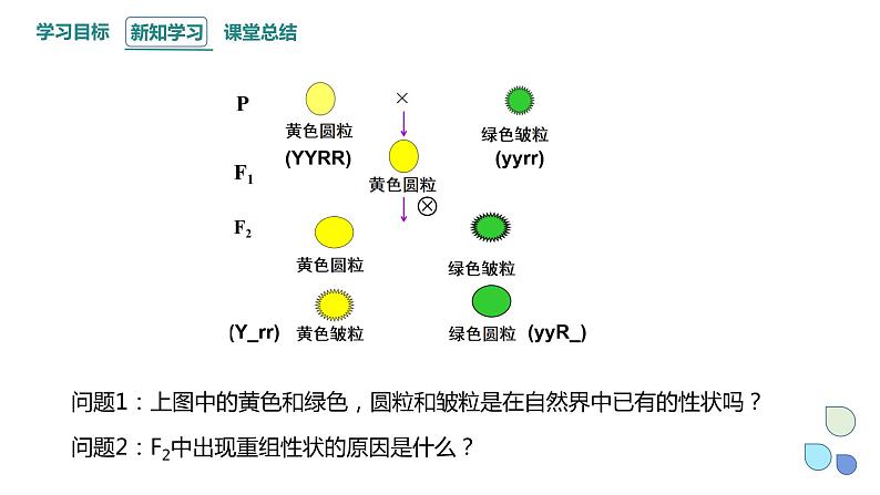 4.2 基因重组使子代出现变异 课件 2023-2024学年高一生物浙科版（2019）必修203