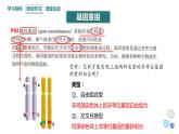 4.2 基因重组使子代出现变异 课件 2023-2024学年高一生物浙科版（2019）必修2