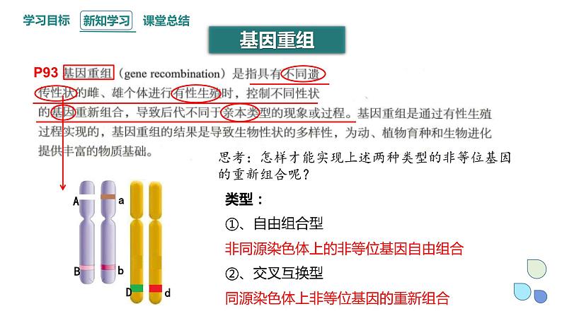 4.2 基因重组使子代出现变异 课件 2023-2024学年高一生物浙科版（2019）必修204