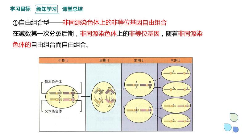 4.2 基因重组使子代出现变异 课件 2023-2024学年高一生物浙科版（2019）必修205